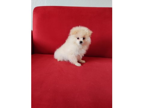 Pomeranian Teddy