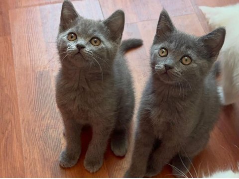 British Tatlı British Shorthair Bebeklerim