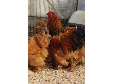 Buff Brahma Kuluçkalık Yumurta