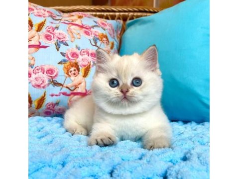 Dünya Tatlısı British Shorthair Yavruları