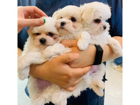 Maltese Köpeği Yavruları