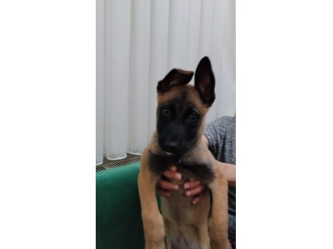Belçika Kurdu Malinois 3 Aylık