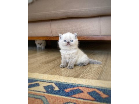 A Kalite British Shorthair Blue Point