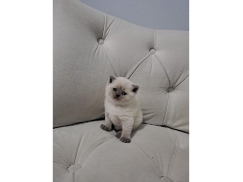Rezerveye Açık British Shorthair Kedilerimiz