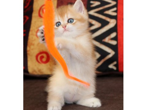 Efsanevi Güzellikte Golden British Shorthair