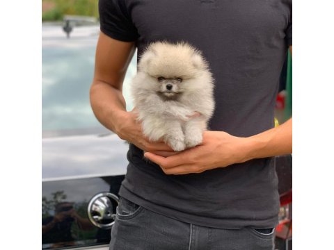 %100 Orjinal Ayı Surat Pomeranian Yavruları