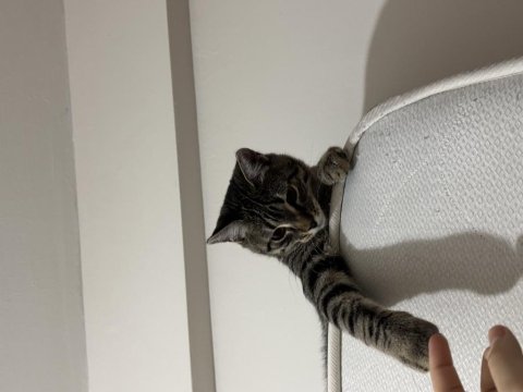 Ücretsiz Sahiplendirme Tekir Kedimiz