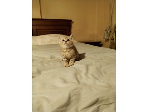 British Shorthair Erkek Brı Golden Tabby