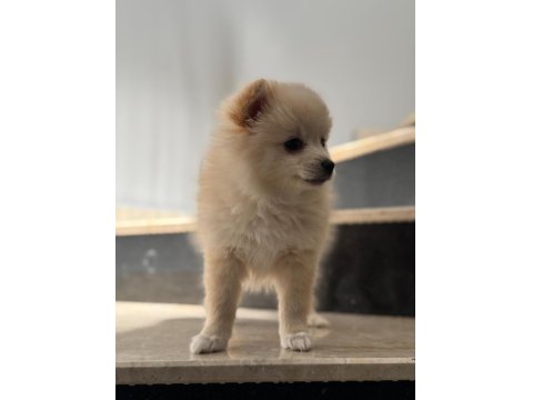 Pomeranian Spitz Sevimli Dost