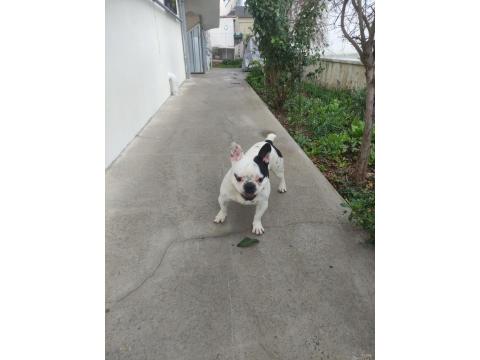 11 Aylık French Bulldog Sahiplendirilecektir