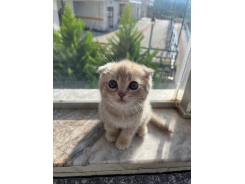 Kusursuz Güzellik Scottish Fold Yavrular
