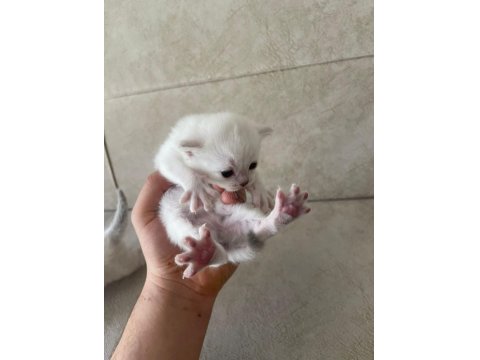 1 Aylık British Yavrular