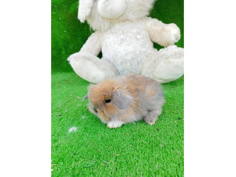 1 Aylık Hollanda Teddy Lop Tavşan Yavrularımız Gönderim Yapılır
