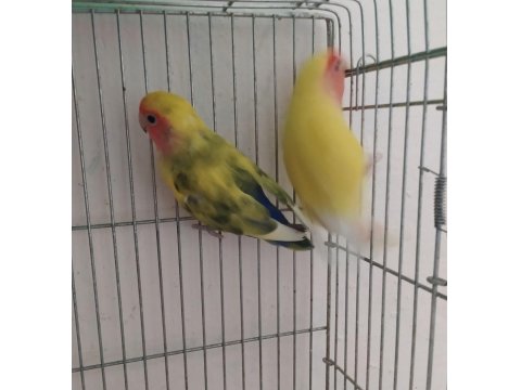 Takım Sevda Papağanı