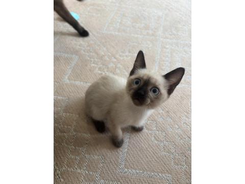 Gözbebeğimiz Siyam Kedisi Yavrumuz