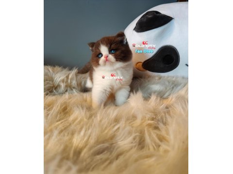 Safkan Teddy Bear British Bebeklerim