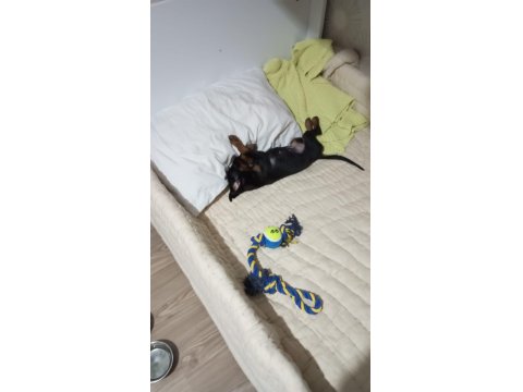Yavru Doberman Köpeği