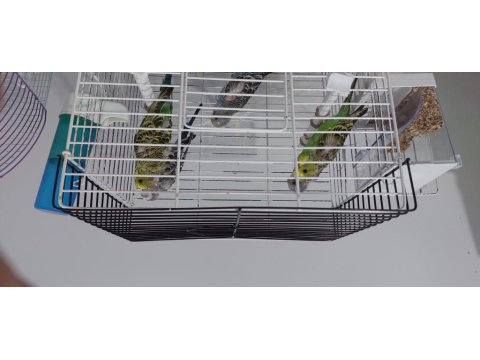 Yavru Muhabbet Kuşu