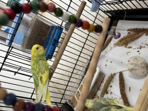 2 Yavru 1 Dişi Kuşlar