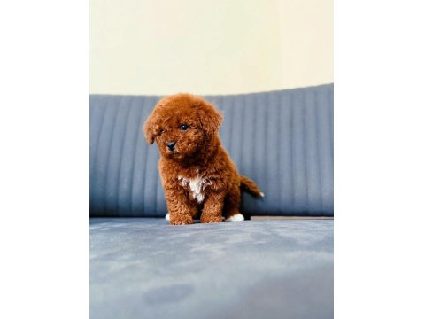 Toy Poodle 65 Günlük