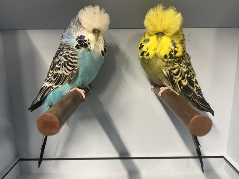 Sağlıklı, Genç Ve Üretime Uygun Show Muhabbet Kuşlar