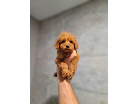 Büyümeyen Maltipoo Bebekler