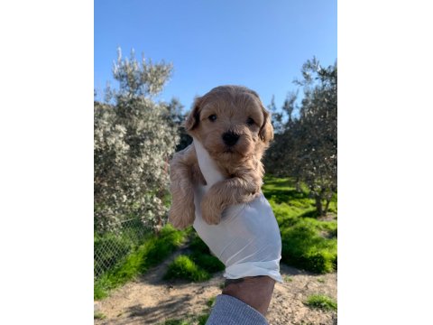 Maltipoo Yavrularımız