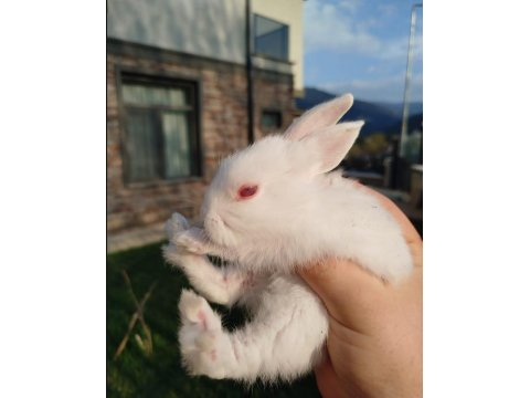 Mini Yeni Zelanda Kırmızı X Mavi Gözlü Yavru Tavşanlar