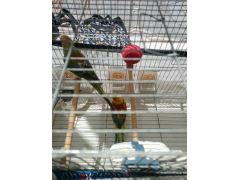 Şarkıcı Pareket Papağanı