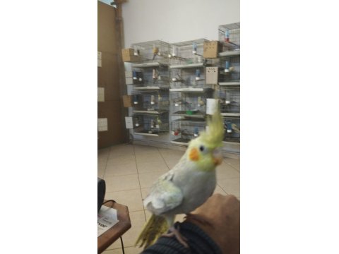 45 Günlük Sultan Papağanı