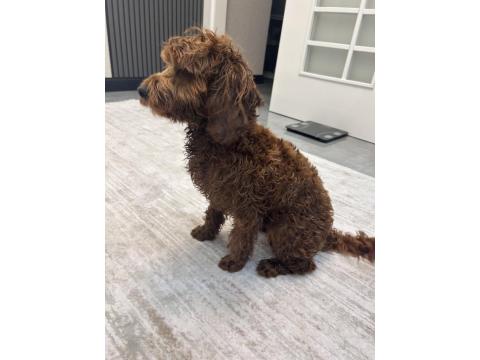 Safkan Toy Poodle 9 Aylık