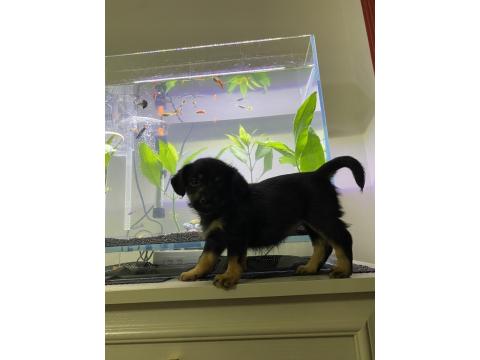 Dachshund Ve Maltipoo Melezi Yavru Bebek