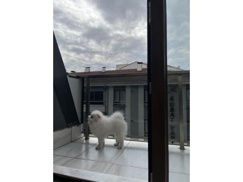 4 Aylık Erkek Pomeranian