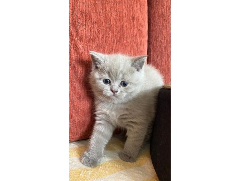 Bir Buçuk Aylık Babaları Şecereli Yavru Kediler