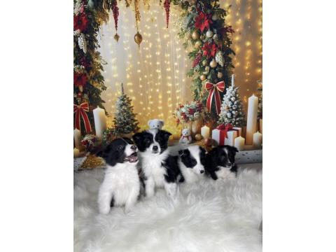 Zeka Küpü Border Collie Çocuklar