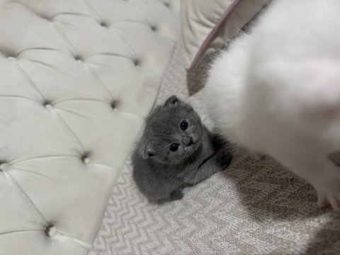 Eğik Kulak Scottish Fold Kediler