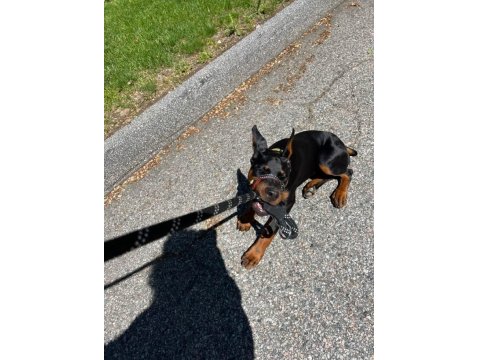 Ekmek Elden Su Gölden Doberman