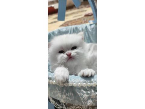 Kucakta Şarj Olan, Miyavlayınca Güncellenen Model Kedimiz!