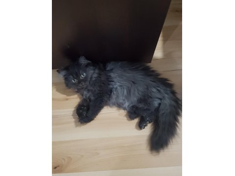 Siyah British Longhair 3 Aylık