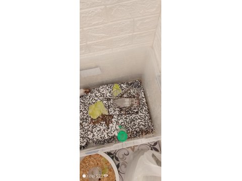 Suriye 2 Erişkin Erkek Hamster