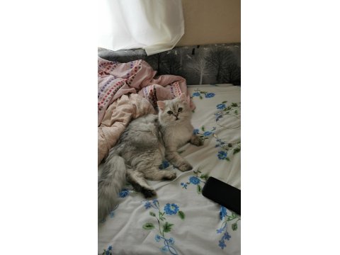 9 Aylık Scottish Straight Longhair Aşıları Tam Tuvalet Eğitimi Var