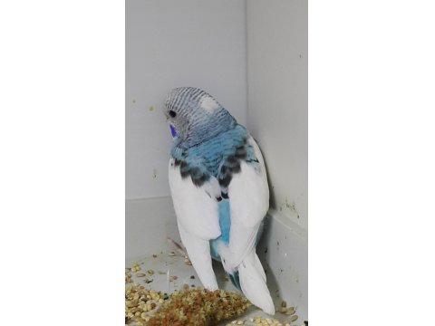 Alıştırmalık Ve Konuşturmalık Kuşlar 33 Günlük Bebekler