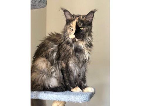 Maine Coon 3 Yaşında Güzellik