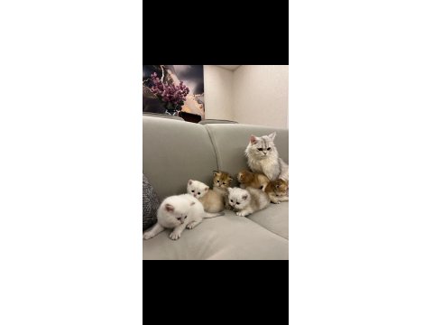 2 Aylık British Longhair Yavrular