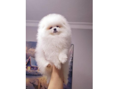 Ayı Surat Pomeranian Yavrularımız