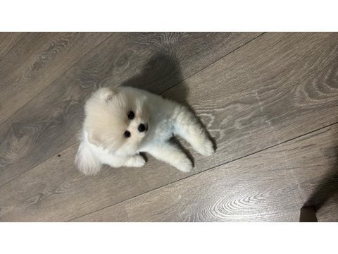 6 Aylık Dişi Pomeranian Yavru
