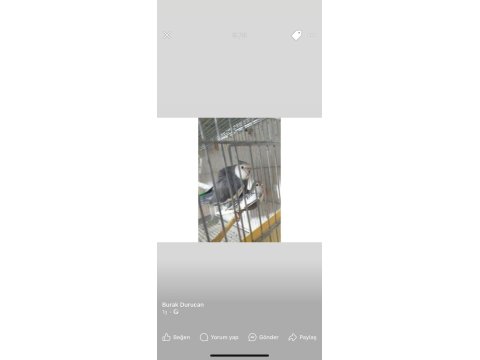 Sultan Papağanı Takımlar Uyguna