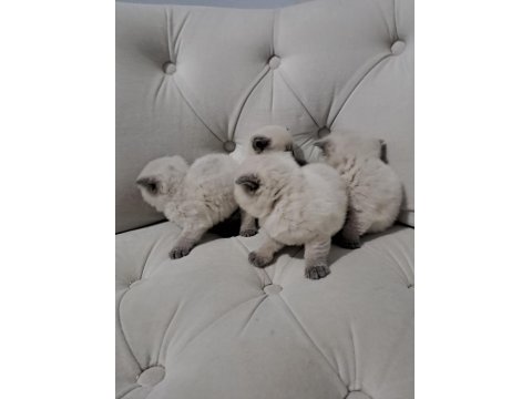 Rezerveye Açık British Shorthair Kedilerimiz