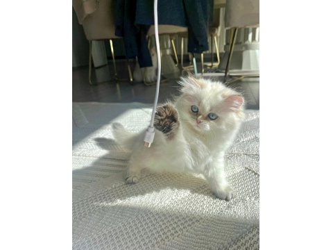 Show Seviye British Prenses