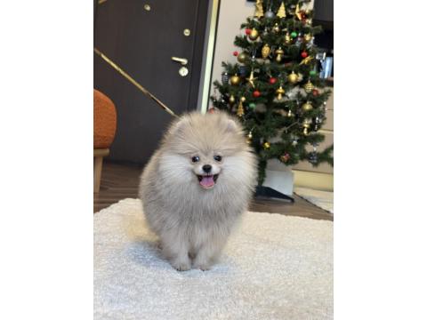 Üst Düzey Erkek Pomeranian Boo